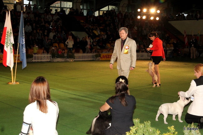 Pies gończy polski championem wystawy w Trapezie (zdjęcia)