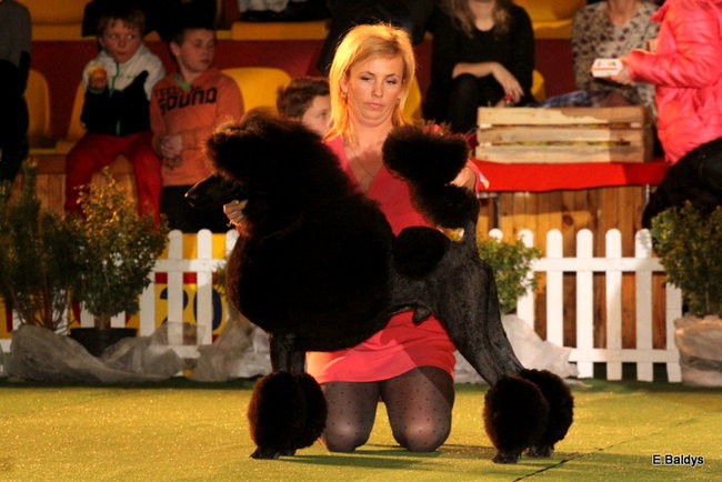 Pies gończy polski championem wystawy w Trapezie (zdjęcia)