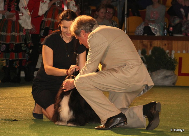 Pies gończy polski championem wystawy w Trapezie (zdjęcia)