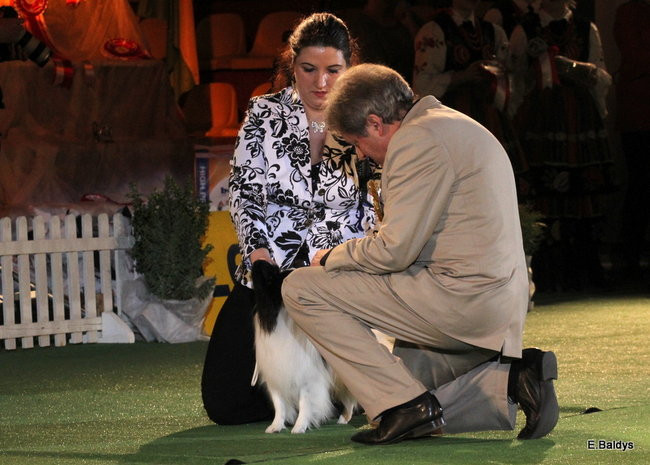 Pies gończy polski championem wystawy w Trapezie (zdjęcia)