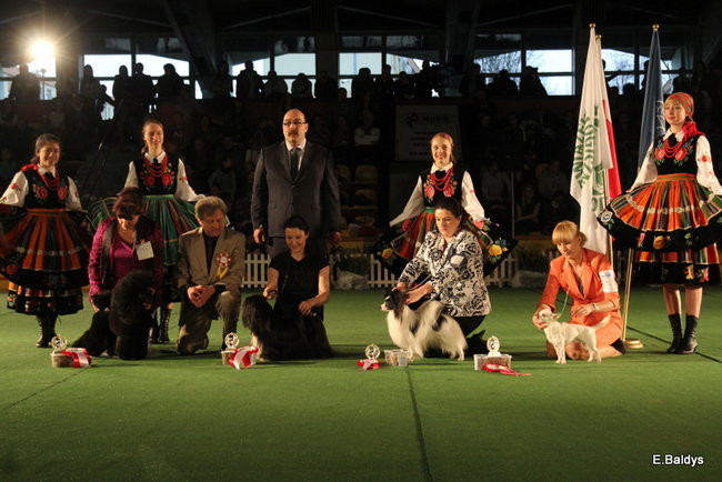 Pies gończy polski championem wystawy w Trapezie (zdjęcia)