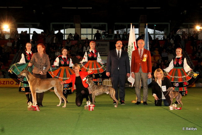 Pies gończy polski championem wystawy w Trapezie (zdjęcia)