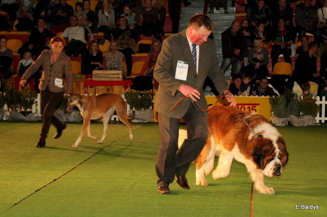 Pies gończy polski championem wystawy w Trapezie (zdjęcia)