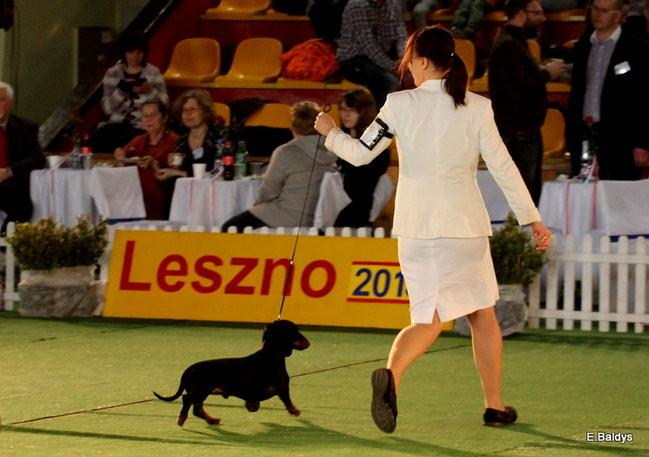 Pies gończy polski championem wystawy w Trapezie (zdjęcia)