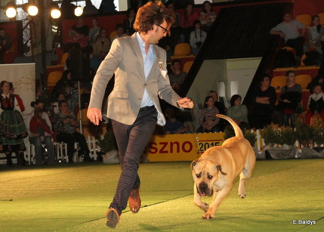 Pies gończy polski championem wystawy w Trapezie (zdjęcia)