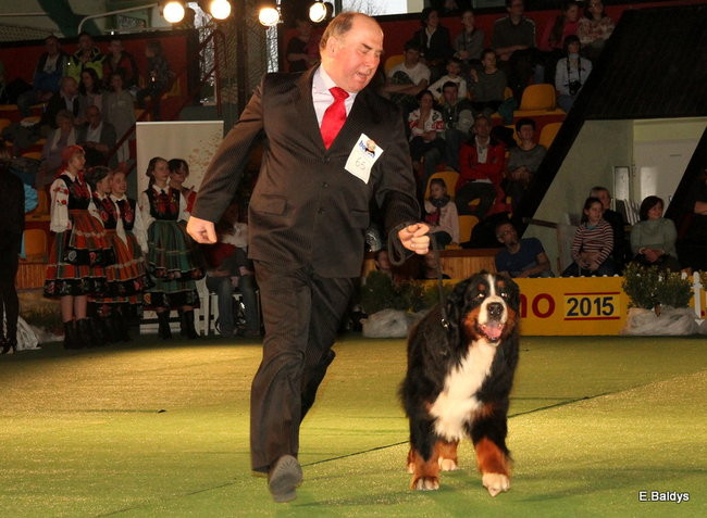 Pies gończy polski championem wystawy w Trapezie (zdjęcia)