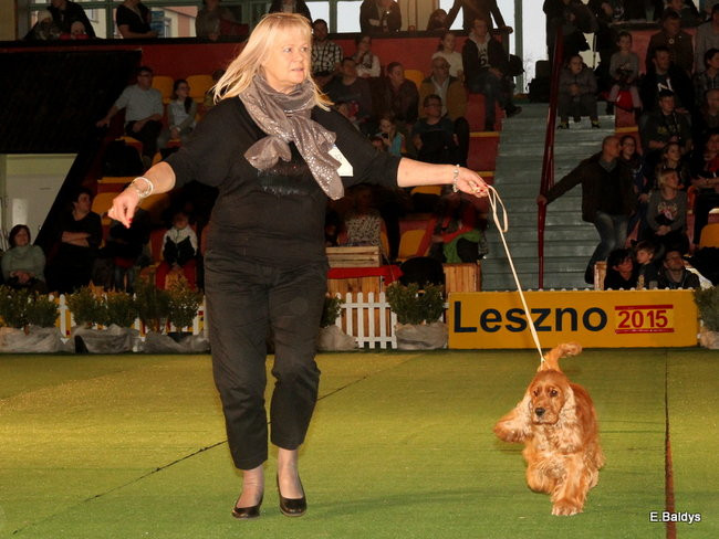 Pies gończy polski championem wystawy w Trapezie (zdjęcia)