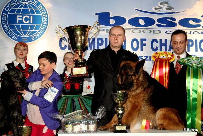 Pies gończy polski championem wystawy w Trapezie (zdjęcia)