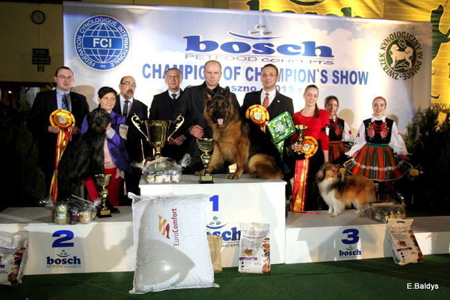 Pies gończy polski championem wystawy w Trapezie (zdjęcia)