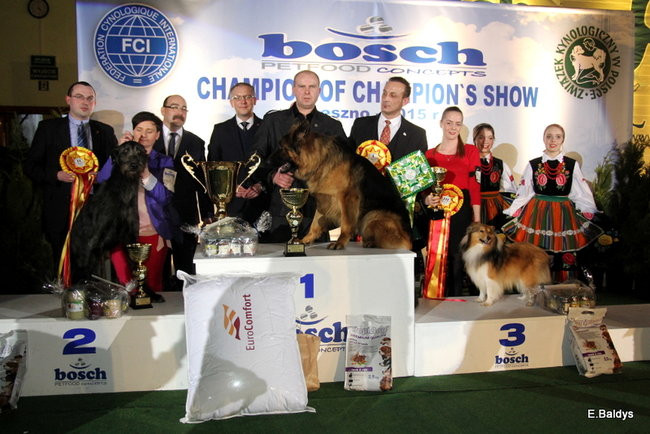 Pies gończy polski championem wystawy w Trapezie (zdjęcia)