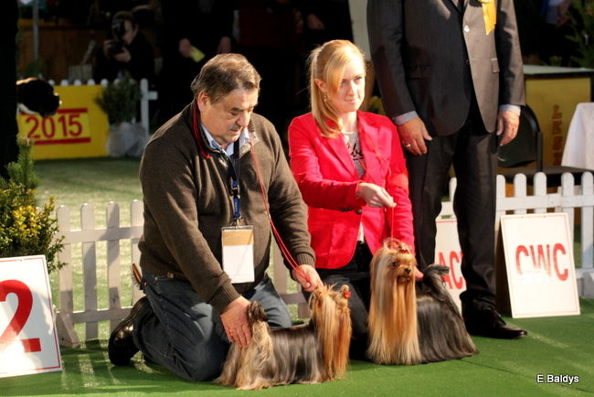 Pies gończy polski championem wystawy w Trapezie (zdjęcia)