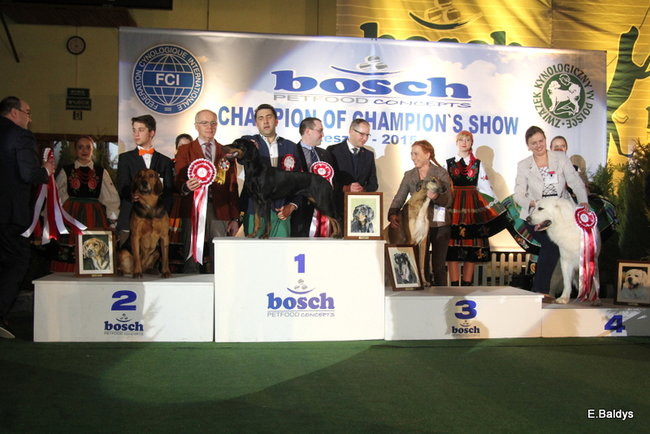 Pies gończy polski championem wystawy w Trapezie (zdjęcia)