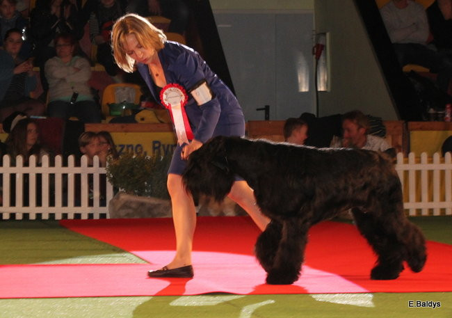 Pies gończy polski championem wystawy w Trapezie (zdjęcia)