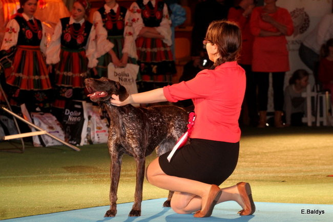 Pies gończy polski championem wystawy w Trapezie (zdjęcia)