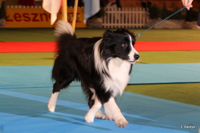 Pies gończy polski championem wystawy w Trapezie (zdjęcia)