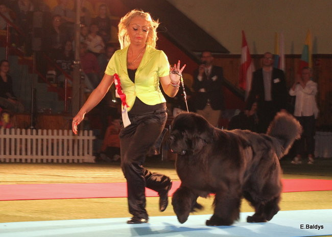 Pies gończy polski championem wystawy w Trapezie (zdjęcia)