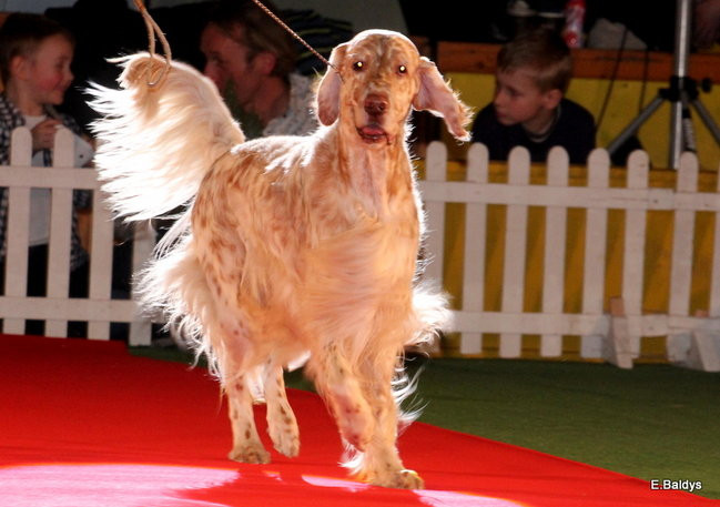 Pies gończy polski championem wystawy w Trapezie (zdjęcia)