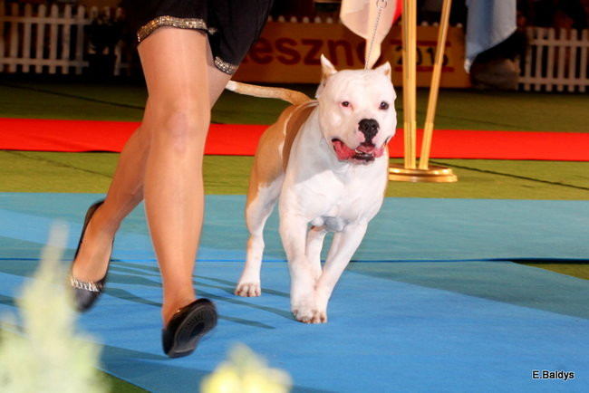 Pies gończy polski championem wystawy w Trapezie (zdjęcia)