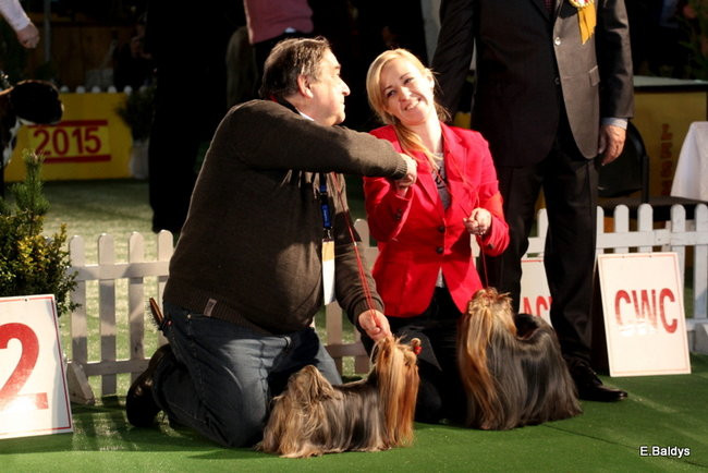 Pies gończy polski championem wystawy w Trapezie (zdjęcia)