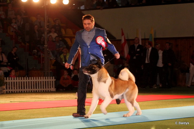 Pies gończy polski championem wystawy w Trapezie (zdjęcia)