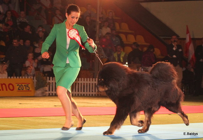 Pies gończy polski championem wystawy w Trapezie (zdjęcia)