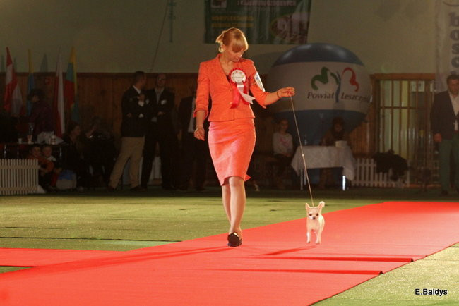Pies gończy polski championem wystawy w Trapezie (zdjęcia)