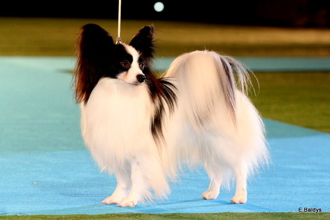 Pies gończy polski championem wystawy w Trapezie (zdjęcia)