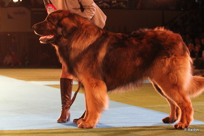 Pies gończy polski championem wystawy w Trapezie (zdjęcia)