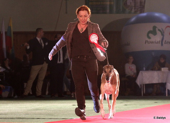 Pies gończy polski championem wystawy w Trapezie (zdjęcia)