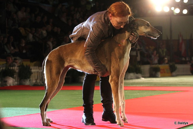 Pies gończy polski championem wystawy w Trapezie (zdjęcia)