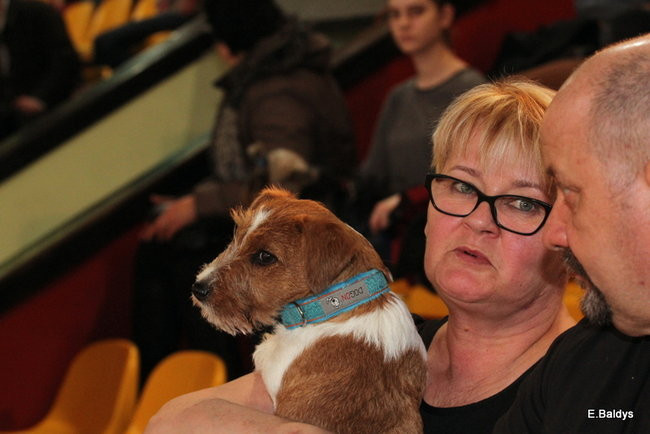 Pies gończy polski championem wystawy w Trapezie (zdjęcia)