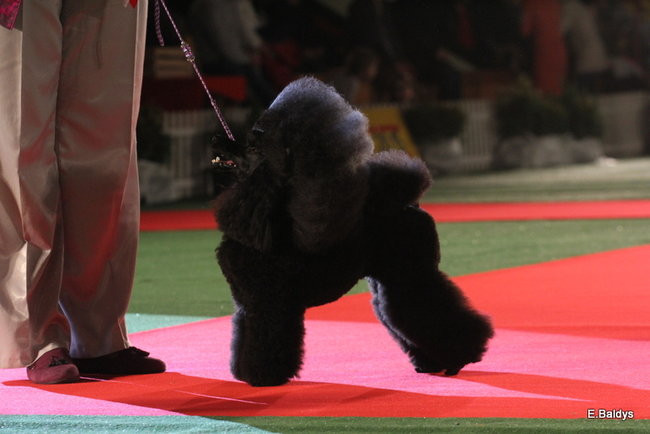 Pies gończy polski championem wystawy w Trapezie (zdjęcia)