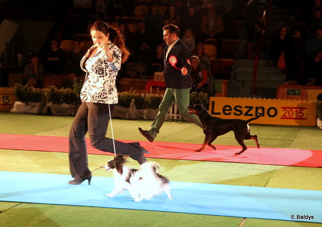 Pies gończy polski championem wystawy w Trapezie (zdjęcia)