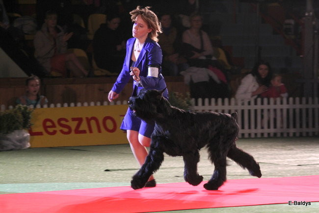 Pies gończy polski championem wystawy w Trapezie (zdjęcia)