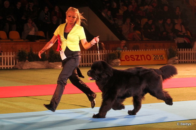 Pies gończy polski championem wystawy w Trapezie (zdjęcia)