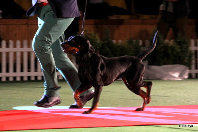 Pies gończy polski championem wystawy w Trapezie (zdjęcia)