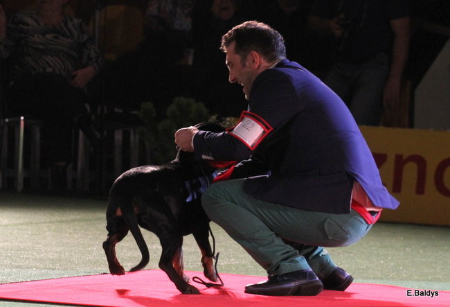 Pies gończy polski championem wystawy w Trapezie (zdjęcia)
