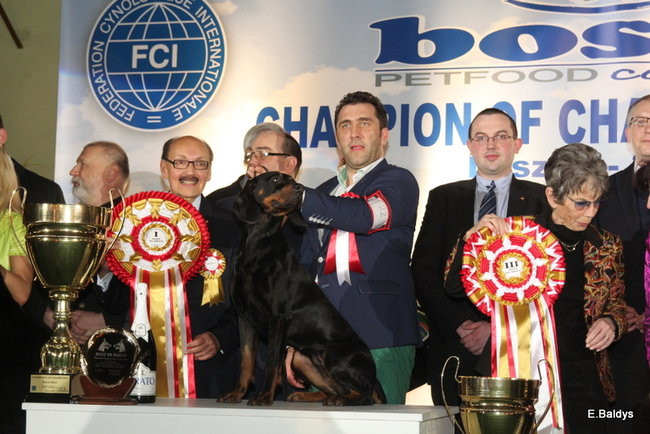 Pies gończy polski championem wystawy w Trapezie (zdjęcia)