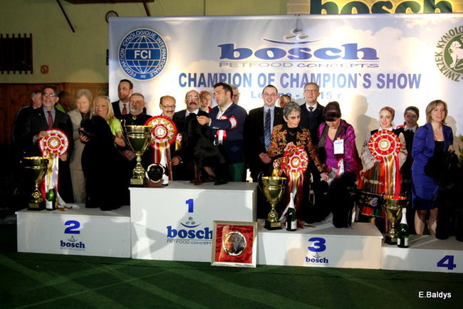 Pies gończy polski championem wystawy w Trapezie (zdjęcia)