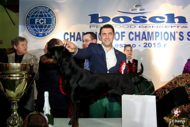 Pies gończy polski championem wystawy w Trapezie (zdjęcia)