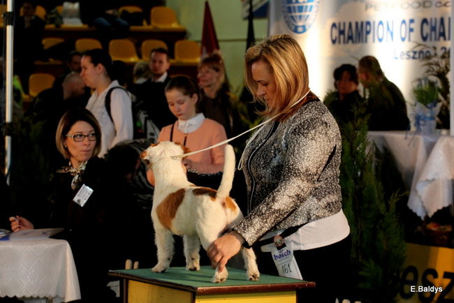 Pies gończy polski championem wystawy w Trapezie (zdjęcia)
