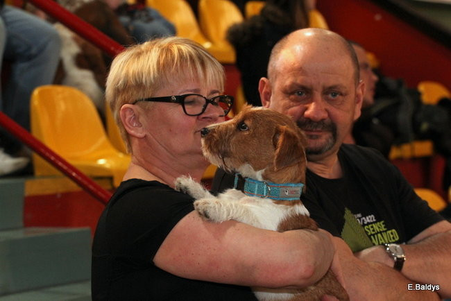 Pies gończy polski championem wystawy w Trapezie (zdjęcia)