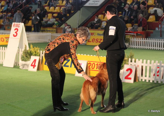 Pies gończy polski championem wystawy w Trapezie (zdjęcia)
