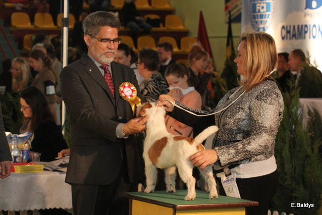 Pies gończy polski championem wystawy w Trapezie (zdjęcia)