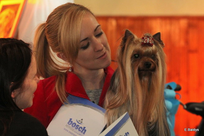 Pies gończy polski championem wystawy w Trapezie (zdjęcia)