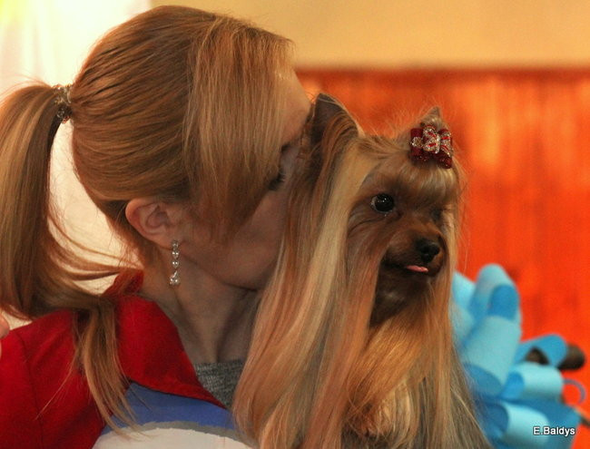 Pies gończy polski championem wystawy w Trapezie (zdjęcia)