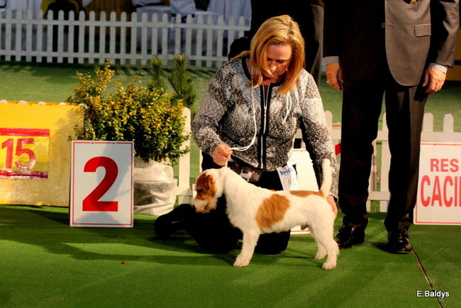 Pies gończy polski championem wystawy w Trapezie (zdjęcia)