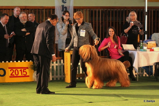 Pies gończy polski championem wystawy w Trapezie (zdjęcia)