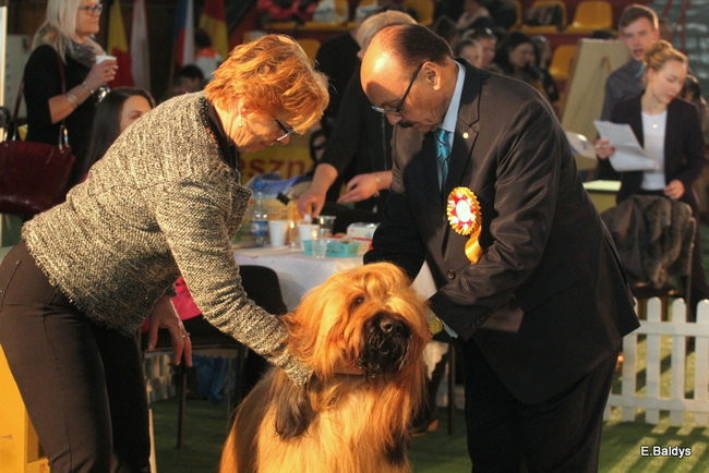 Pies gończy polski championem wystawy w Trapezie (zdjęcia)