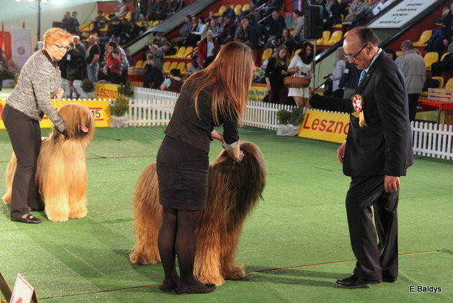Pies gończy polski championem wystawy w Trapezie (zdjęcia)